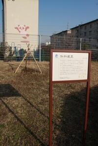 写真：仁科蔵王の説明看板と木