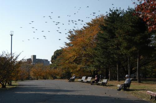写真：秋の樹林公園