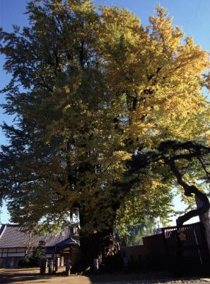 写真：長照寺のおおいちょう
