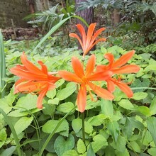写真:新倉ふれあいの森の植物1
