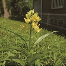 写真:新倉ふれあいの森の植物3