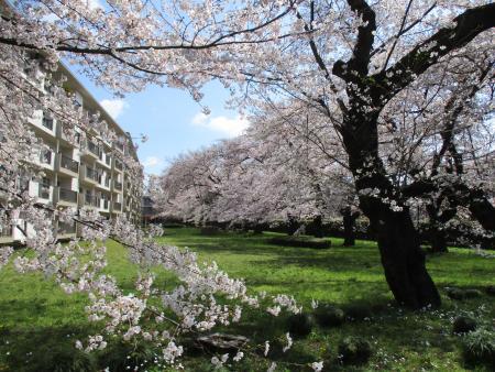ソメイヨシノ写真 諏訪原住宅