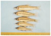 写真:越戸川の魚2