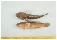 写真:越戸川の魚6