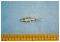 写真:越戸川の魚1