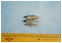 写真:越戸川の魚6
