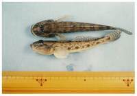 写真:越戸川の魚9