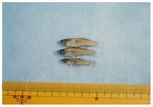 写真:越戸川の魚4
