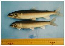 写真:越戸川の魚3
