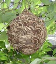 写真：スズメバチの巣2