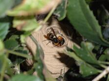 写真：スズメバチの巣3