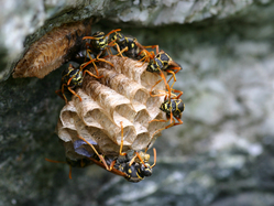 写真：アシナガバチの巣1