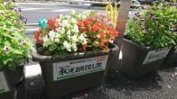 写真：プランターの花