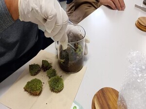 苔テラリウム