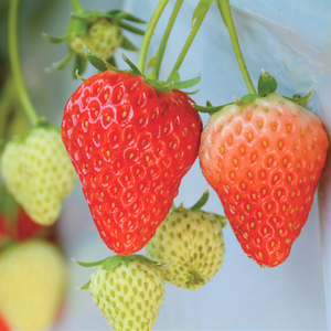 Photo：strawberry