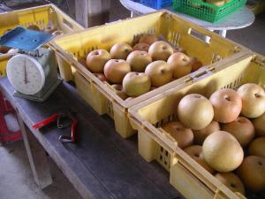 写真：梨の庭先販売の様子