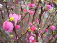 写真：桃の花
