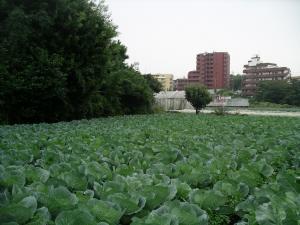 写真:キャベツ畑
