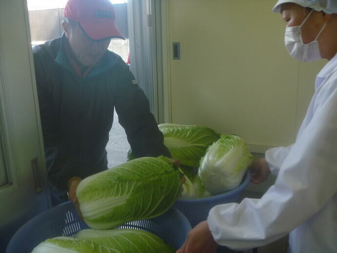 写真:白菜の納品です
