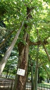 写真：アオギリの木2
