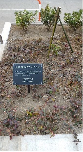 写真：苗木を植樹1