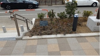 写真：苗木を植樹2