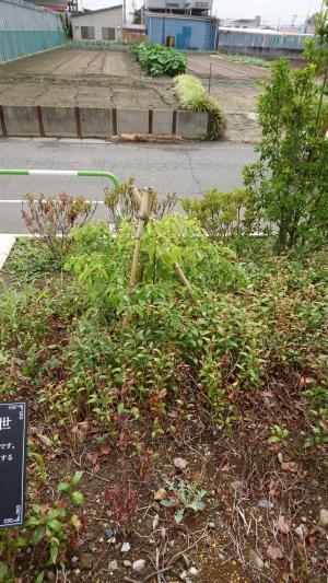 写真：クスノキ2