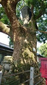 写真：クスノキ2