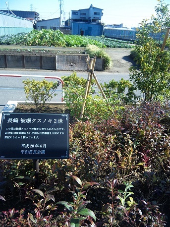 写真：クスノキ1