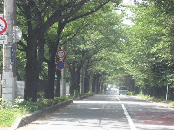 写真:みどりの木かげ道通り