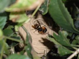 写真：スズメバチの巣　大きくなったもの2