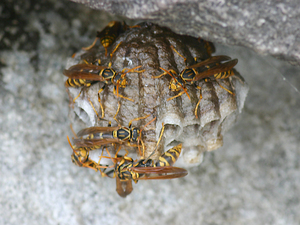 写真：アシナガバチの巣2