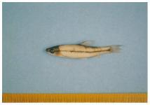 写真:越戸川の魚5