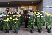写真：菊花展の様子