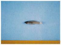 写真:越戸川の魚4