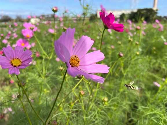 コスモスの花