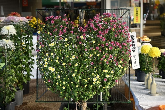 菊花展写真