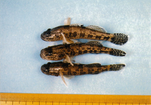 写真:越戸川の魚4