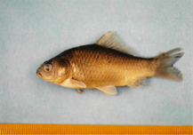 写真:越戸川の魚1