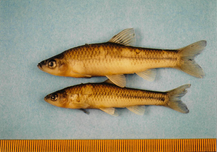写真:越戸川の魚2