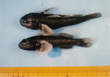 写真:越戸川の魚3