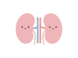 挿絵：腎臓